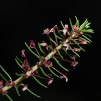 Laurembergia zeylanica (Arn. ex C.B.Clarke) Schindl.